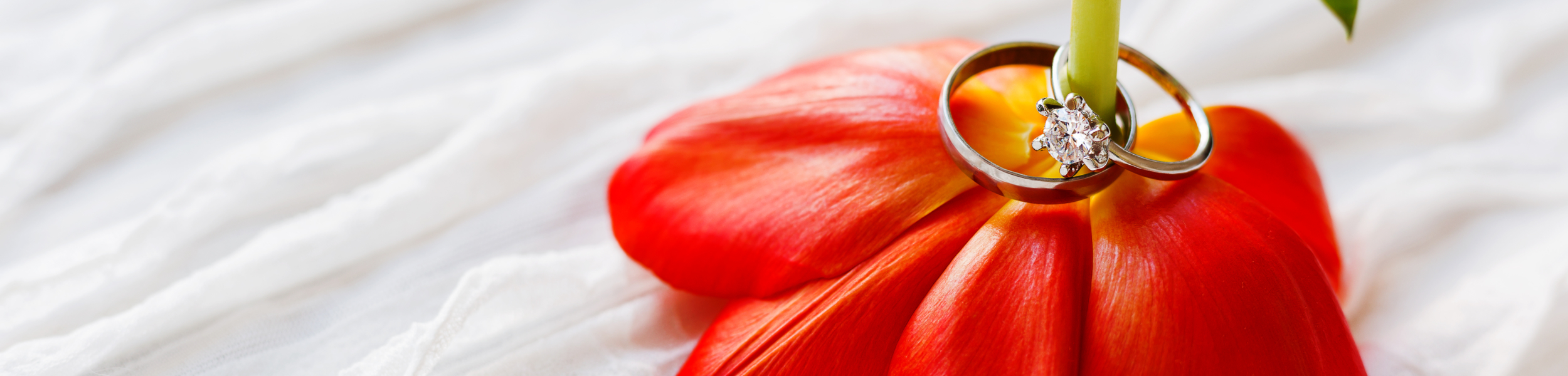 Pair of wedding and engagement rings with diamond on red tulip. Natural background with symbol of love and marriage. Close up.