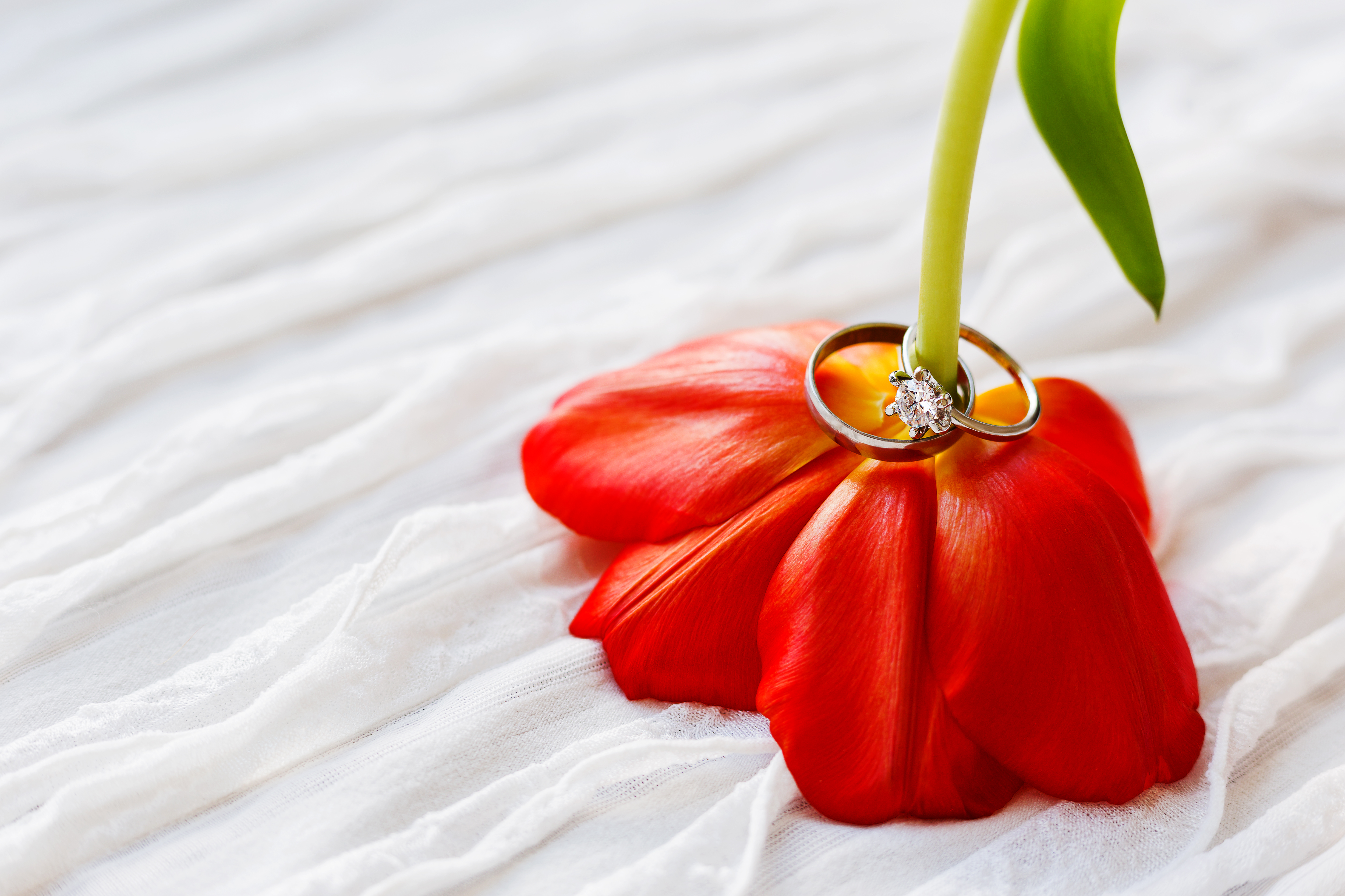 Pair of wedding and engagement rings with diamond on red tulip. Natural background with symbol of love and marriage. Close up.